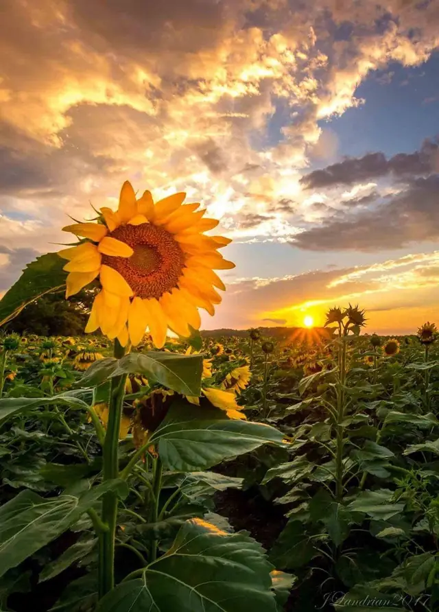 A sunflower field at sunset under a dramatic sky
